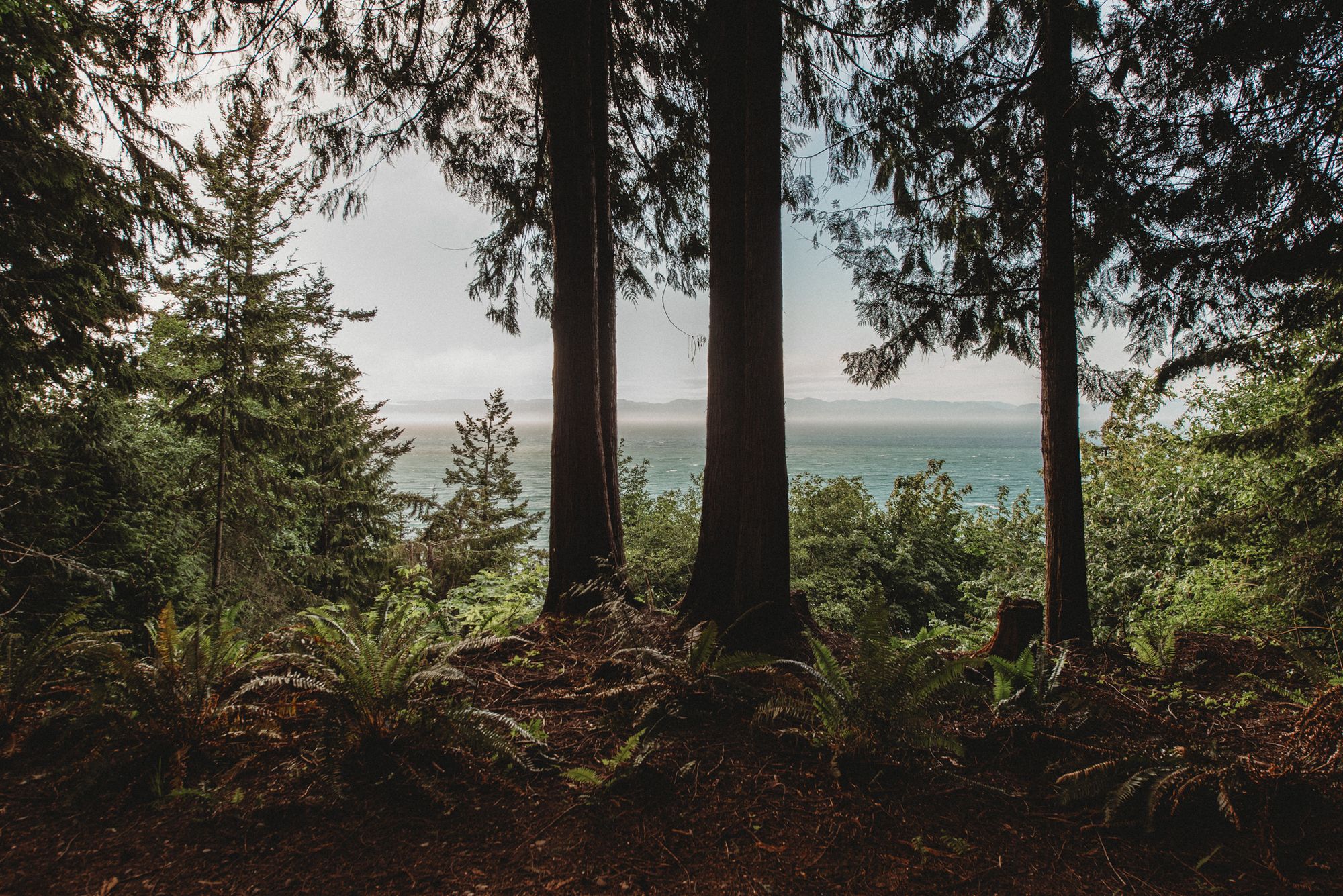 View from a Menizei basecamp across the Strait of Juan de Fuca — the setting for Forest Cocooning